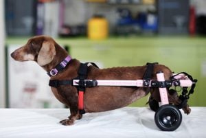 Walkin Wheels Wheelchair