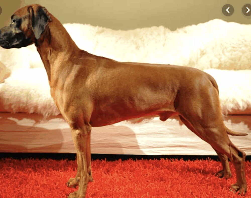 Help 'Em Up Harness Dogs In Motion Canine Rehabilitation