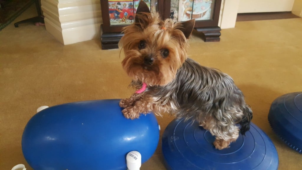 Dogs in motion canine rehabilitation client Chloe testimonial