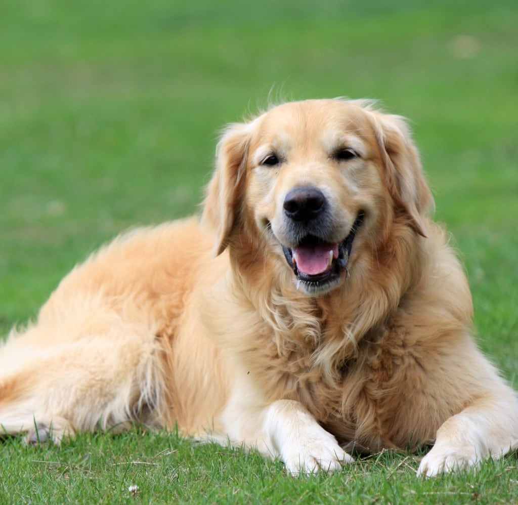 Dogs in Motion Canine Rehabilitation Help Your Senior Dog Live Longer Dogs in Motion Canine Rehabilitation Help Your Senior Dog Live Longer