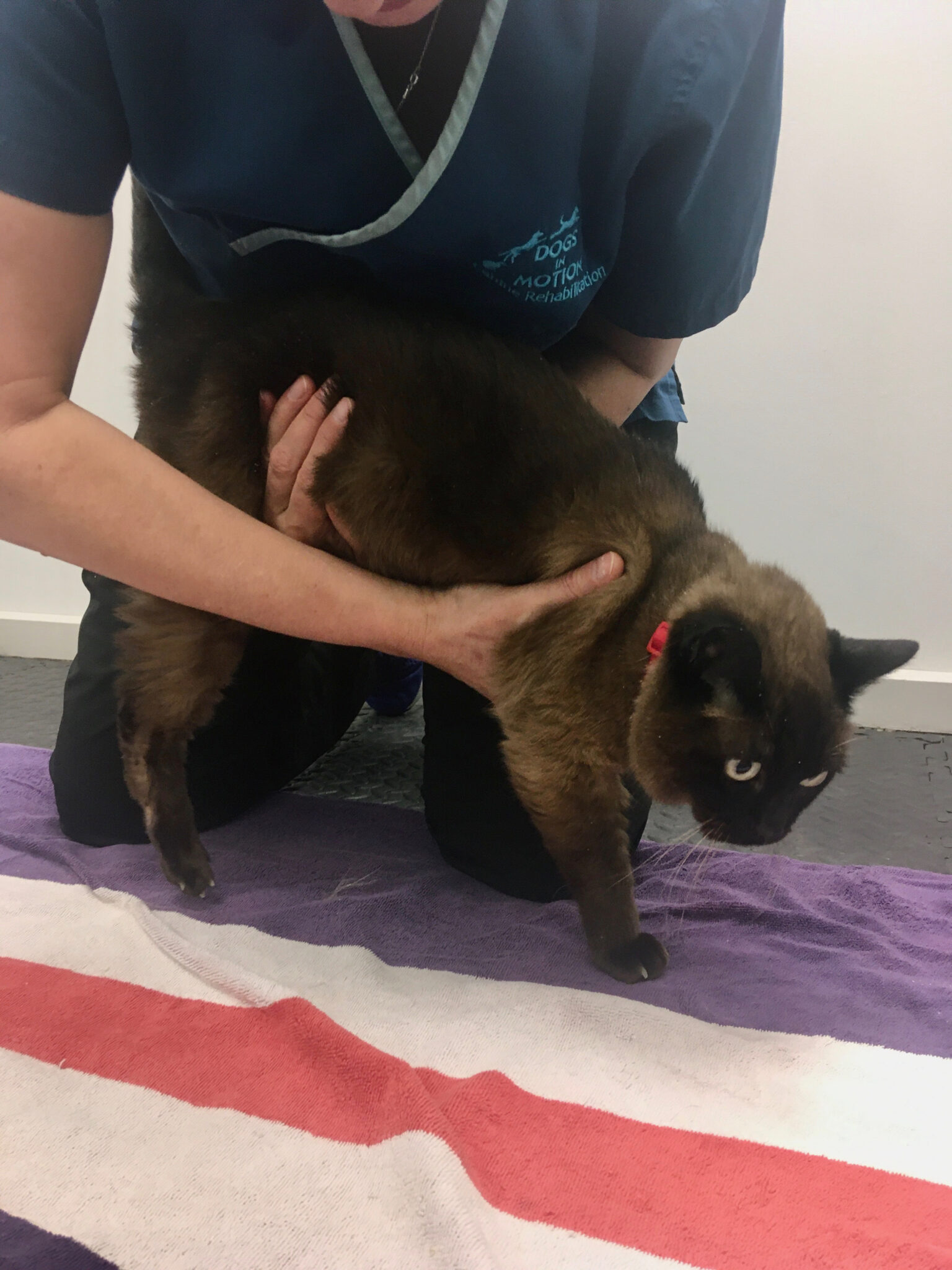 Animal Physiotherapy Dogs In Motion Canine Rehabilitation