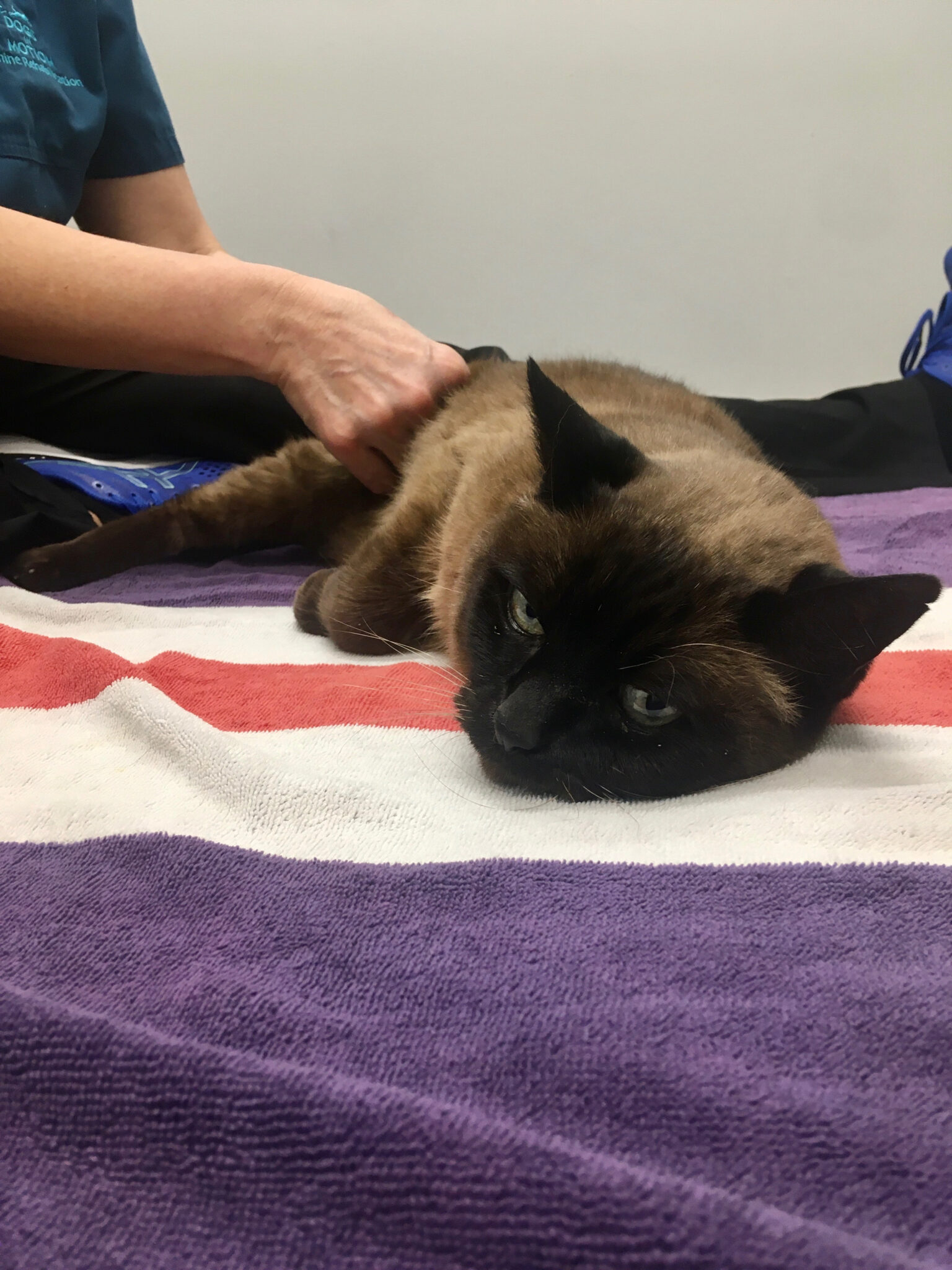 Animal Physiotherapy Dogs In Motion Canine Rehabilitation