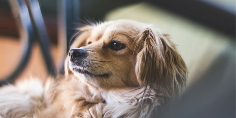 Dogs in motion article about Keeping Your Dog Amused During Confinement by Michelle Monk