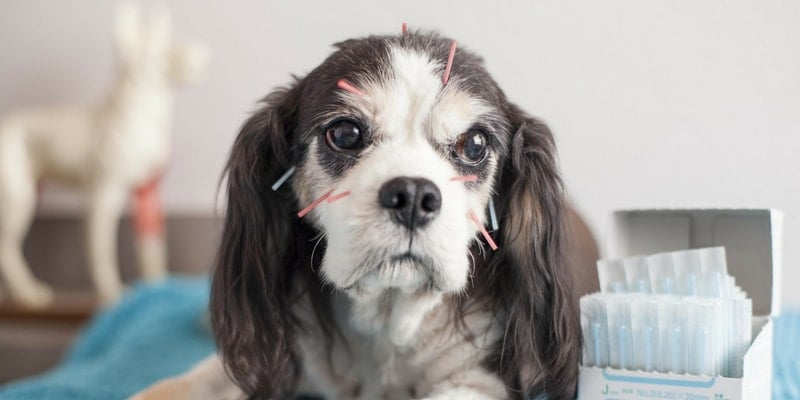 Dogs in Motion article about Facts on Acupuncture for treating animal pain management by Michelle Monk