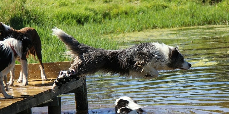 What to Look for in a Rug That Will Survive Your Dog - This Dogs Life