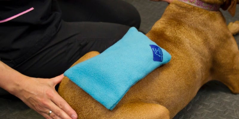 Heat or Ice Which is Best for an Older Dog Dogs in Motion Blog Post