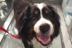 The Importance of Maintaining Muscle Mass as Pets Age