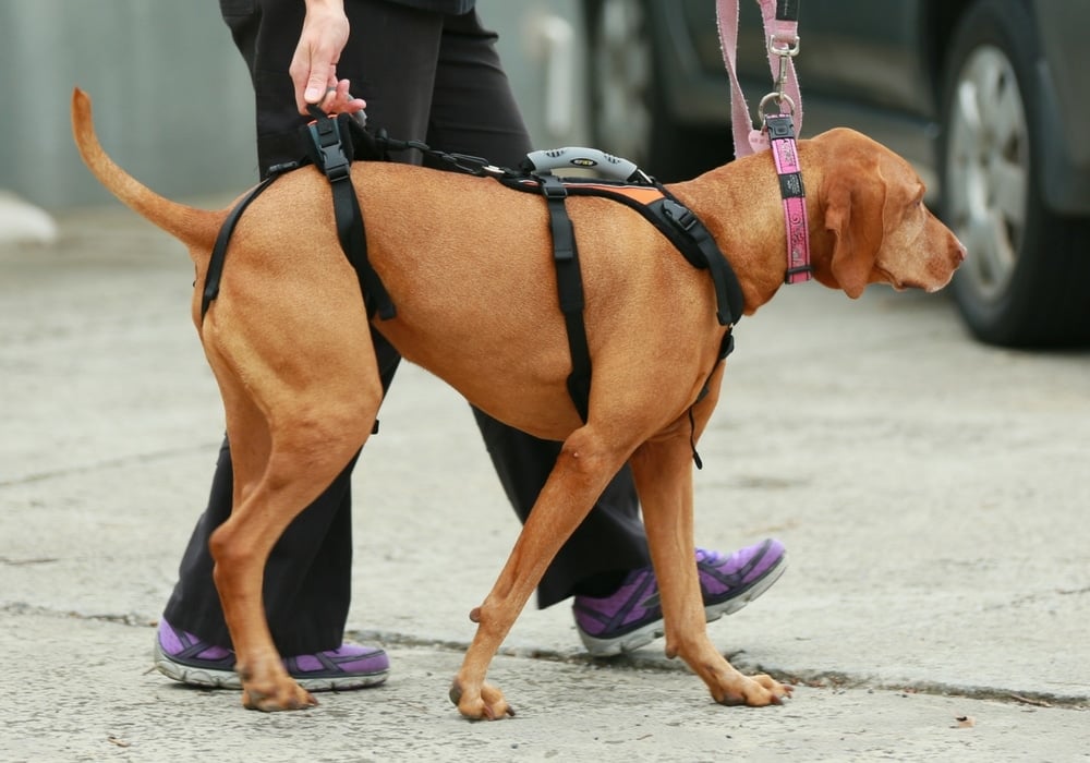 Dogs in Motion article about Choosing the Correct Harness for your Dog by Michelle Monk