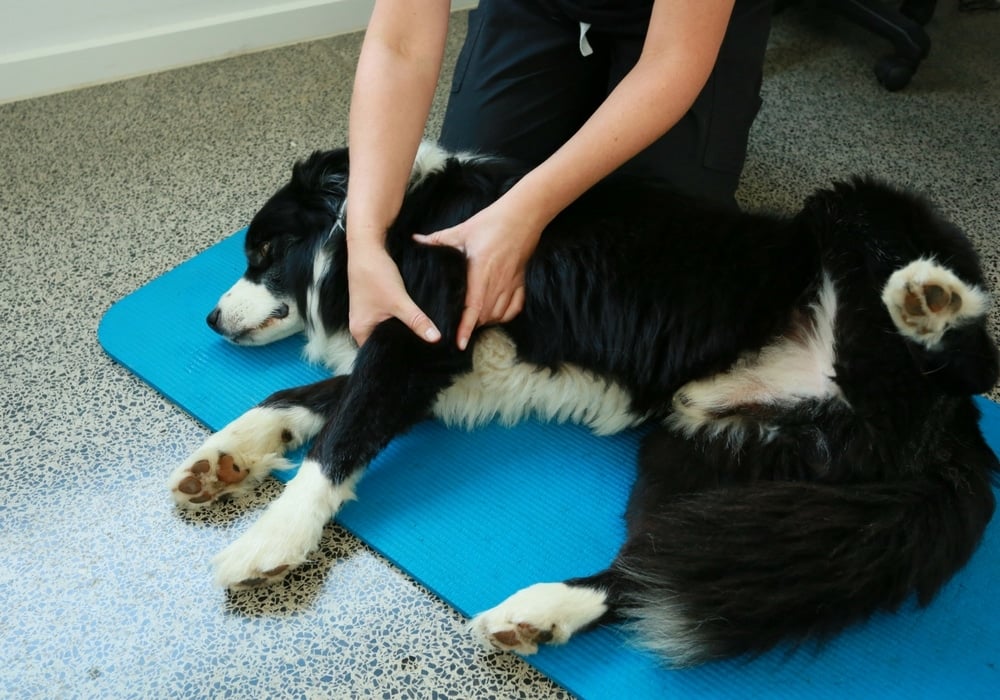 Canine Remedial Massage Course accredited by the ACRA Canine Remedial Massage Course accredited by the ACRA