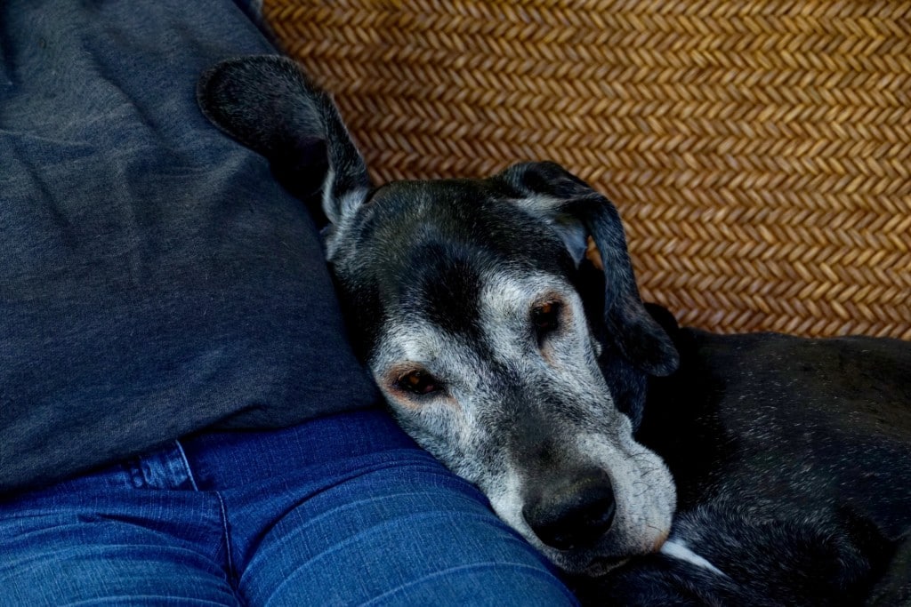 dogs in motion blog on how to exercise a mature dog by Michelle Monk